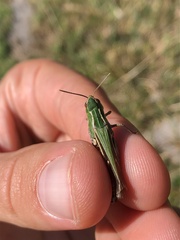 Stenobothrus lineatus