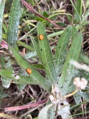 Coccinellini