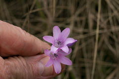Dierama ambiguum