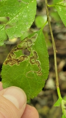 Phytomyza ilicis group