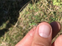 Stenobothrus lineatus