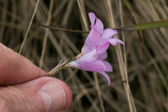 Dierama ambiguum