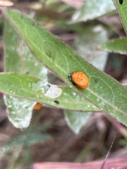 Coccinellini