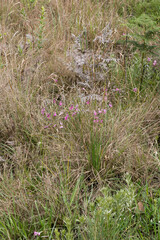 Dierama ambiguum
