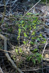 Dioscorea cotinifolia