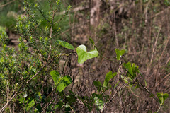 Dioscorea sylvatica