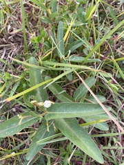 Asclepias viridis