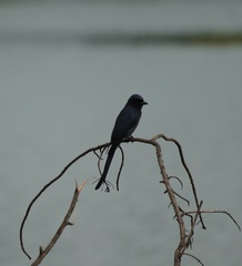 Dicrurus leucophaeus