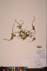 Cyperus erythrorhizos