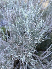 Artemisia tripartita