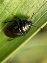 Pangaeus