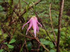 Erythronium revolutum
