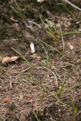 Drimia uniflora