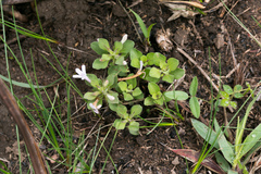 Dyschoriste burchellii