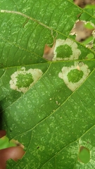 Phyllonorycter lucetiella