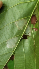 Phyllonorycter lucetiella
