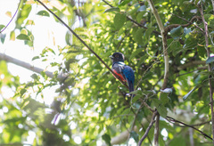 Trogon curucui