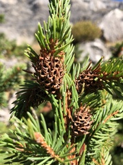 Adelges abietis