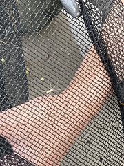 Tetragnatha laboriosa