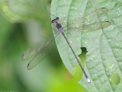 Philogenia carrillica