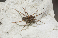 Tegenaria ferruginea