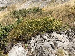 Erica carnea