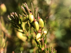 Erica carnea