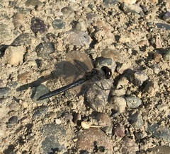 Selysiothemis nigra