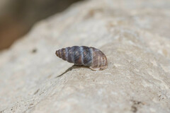 Chondrina avenacea