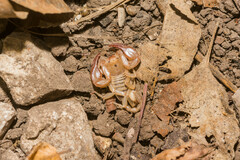 Euscorpius aquilejensis