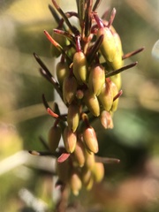 Erica carnea