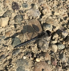 Selysiothemis nigra