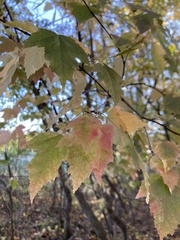 Acer