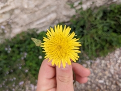 Sonchus