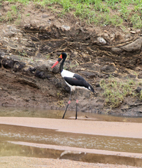Ephippiorhynchus senegalensis