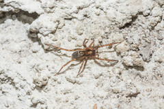 Liocranum rupicola