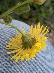 Sonchus