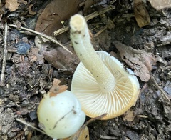 Hygrophorus