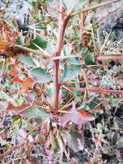 Berberis vulgaris