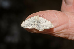 Scopula marginepunctata