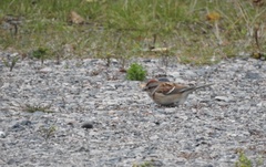 Spizelloides arborea