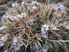 Acantholimon