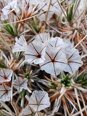 Acantholimon