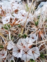Acantholimon
