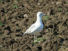 Larus michahellis