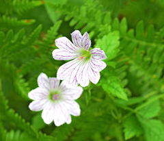 Geranium versicolor
