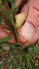 Asteromyia euthamiae