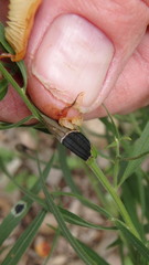 Asteromyia euthamiae