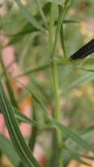 Asteromyia euthamiae