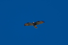 Buteo japonicus